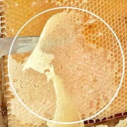 挑蜂蜜，除了純度，來認識「封蓋」的差異