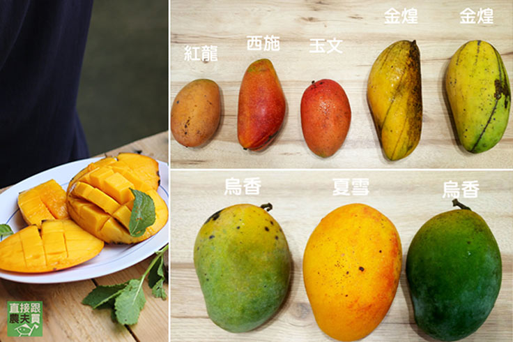芒果只認識愛文會被笑啦~夏天還有這11種芒果好吃!