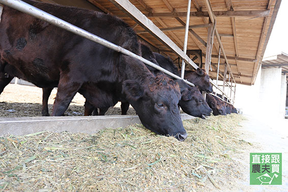 本土產安格斯黑牛 滷牛4天王（牛肋、牛腱、牛腩、半筋半肉牛頸花） 