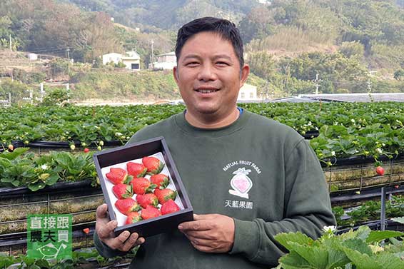 （8折起）苗栗大湖 綜合紅草莓百寶盒