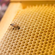 三個關鍵密碼，教你看懂蜂蜜檢驗報告