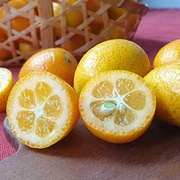 爽口回甘 有機宜蘭金棗（金柑）