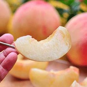 Ｑ蜜！草生梨山水蜜桃