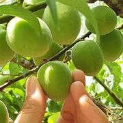 籽小肉厚　梅嶺安心手採梅