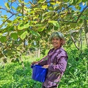 養自己的奇異果樹！當本土奇異果的養父母