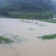 大雨後出大太陽，農夫需緊急 或 延後採收的原因