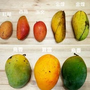芒果只認識愛文會被笑啦~夏天還有這12種芒果好吃！