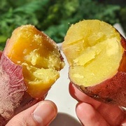 農村女俠 洪箱的有機栗子地瓜