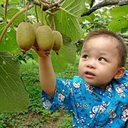 養自己的奇異果樹！當本土奇異果的養父母