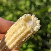 脆嫩清甜 有機紅鬚玉米筍