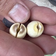 小心漂白、黃麴毒素下肚！一張圖識本土新鮮蓮子