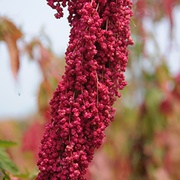 我到底該吃 紅藜 或 藜麥?營養價值大解析