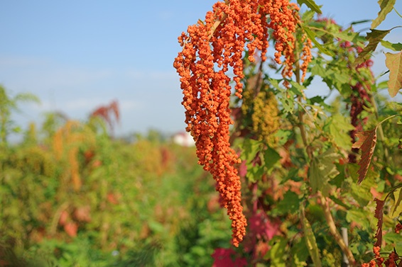 「紅藜」的圖片搜尋結果