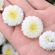 3C族良伴 本土白杭菊（菊花茶）
