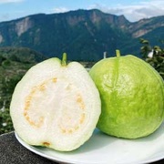 山間綠寶石  摩天嶺珍珠芭樂
