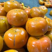 甜柿故鄉 摩天嶺富有甜柿（惜福版）