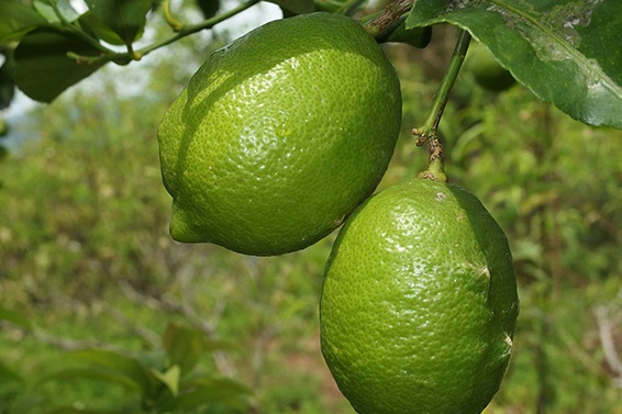 盈羽的野放柠檬(大包装)