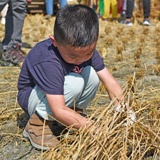2023 養自己的米！ 割稻活動紀實
