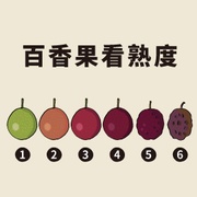 紫色百香果何時最好吃？一張熟成圖秒懂！