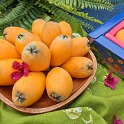 戀念的滋味 草生金黃枇杷