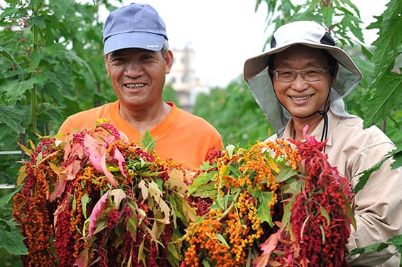 幸福契作台灣紅藜