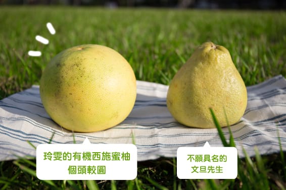 花蓮鶴岡 無農藥西施蜜柚