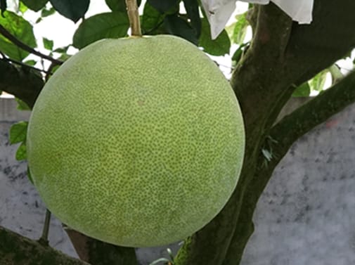 花蓮鶴岡 無農藥西施蜜柚