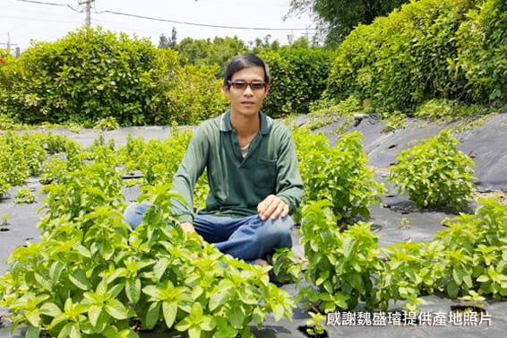 沁新舒緩 有機薄荷茶