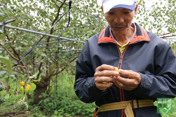 自然農法 金英小蕃茄