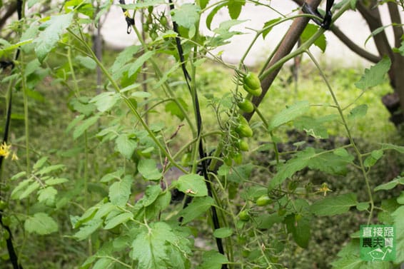 自然農法 金英小蕃茄