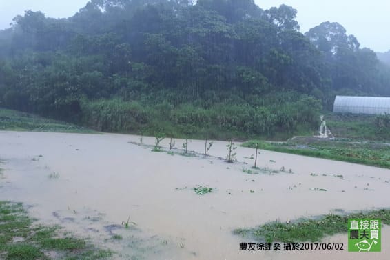 大雨後出大太陽，農夫需緊急 或 延後採收的原因