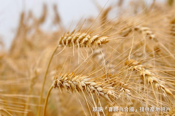 本土小麥籽