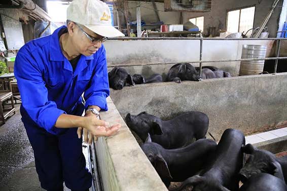 本土六堆黑豬 後腿肉絲