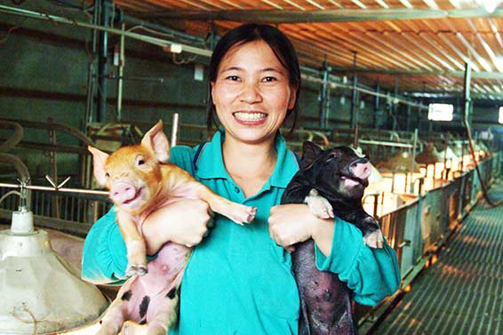安心成份 肉燥