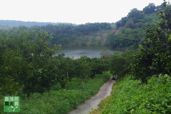 守住小校的新興梨