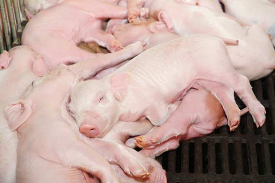 極高標飼育 里肌肉涮片