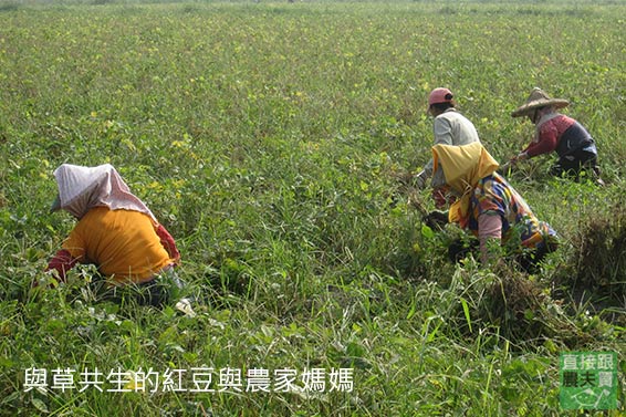 友善小鳥的本土紅豆