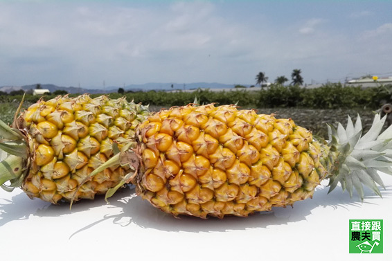 香甜細緻 甜蜜蜜鳳梨