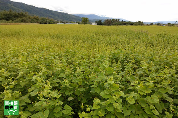 黑蕎米．茶（韃靼蕎麥籽仁）