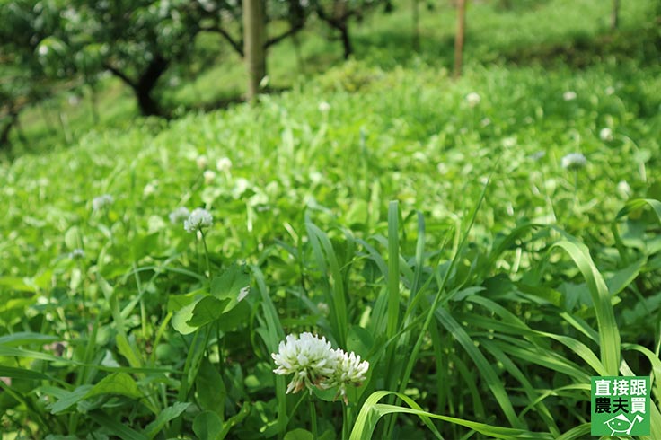 小草立大功，認識不殺草的「草生栽培」