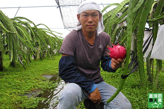 一樹一果！冠軍有機紅肉火龍果