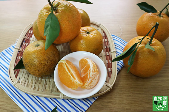 佛柑橘祥 有機桶柑
