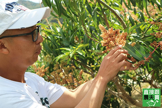 農家梅好 青芒果冰