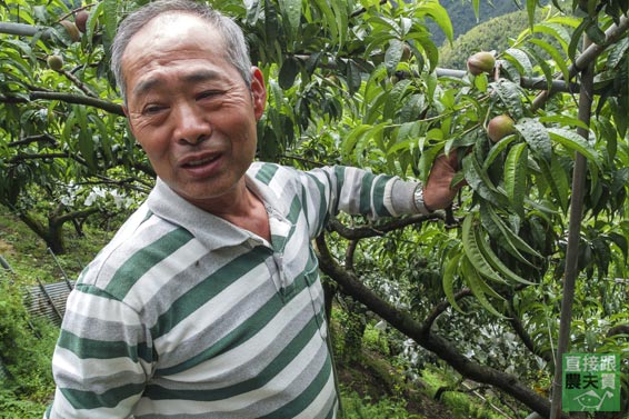  堅持草生 黃金水蜜桃