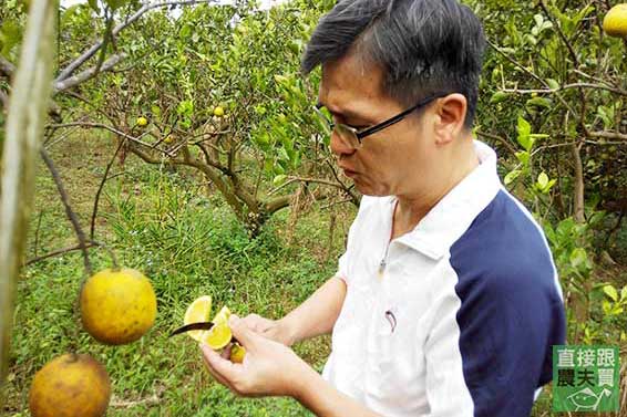 與小村共好 無農藥柳丁