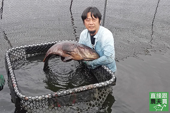 無刺龍膽石斑清肉