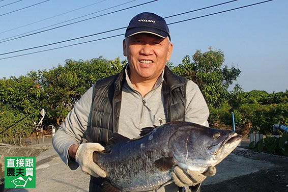 永續海洋 肥帶白帶魚（肉厚種!）