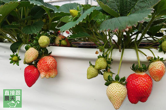 這些本土草莓你認識幾種？