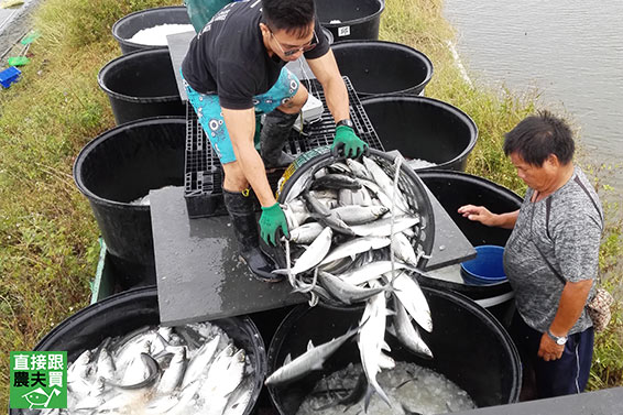 易熟百搭！生鮮無刺虱目魚柳