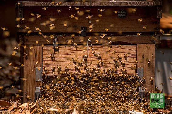一期一會 100%本土純百花蜂蜜